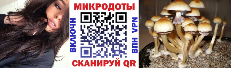 Галлюциногенные грибы Psilocybe  Бородино 